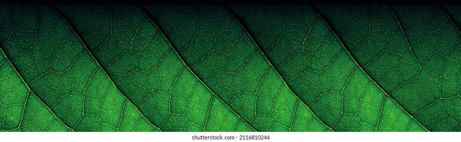 Green abstract background with natural texture of leaf close-up. Can be used as a wallpaper or backdrop with copy space.