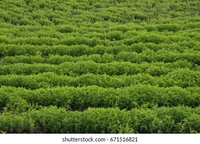 Green Abstract Image Of A Rows Of Lentils In A Farmer's Field