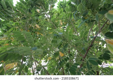 Green Acacia Foliage Inside The Tree