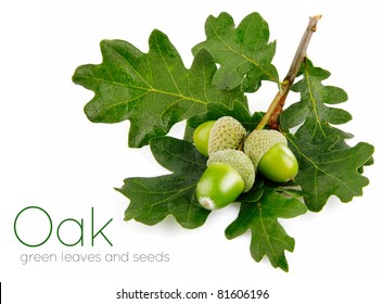 green acorn fruits with leaves isolated on white background