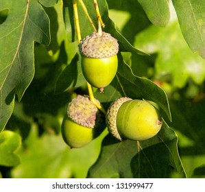 Green Acorn On Branch Of The Oak