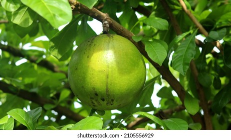 Aegle-marmelos Images, Stock Photos & Vectors | Shutterstock