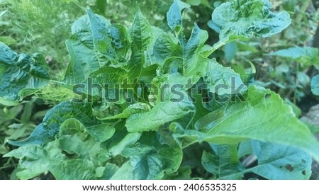 green again after being splashed with rain