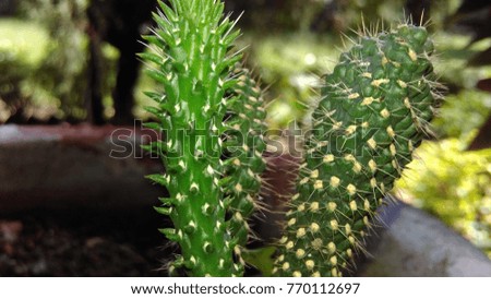 Green aggresive cactus