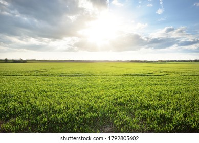 Green Agricultural Field After The Thunderstorm And Rain. Dramatic Sky With Glowing Clouds. Spring In Latvia. Idyllic Rural Scene. Meteorology, Seasons, Climate Change, Ecology, Fickle Weather