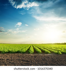 Green Agriculture Fields And Sunset In Blue Sky With Clouds. South Ukraine Agriculture Field.