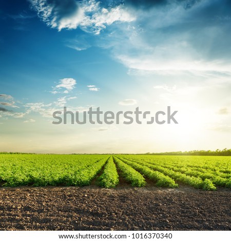 Green agriculture fields and sunset in blue sky with clouds. South Ukraine agriculture field.