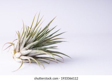 Green Air Plant (Tillandsia) On Clean White Background.