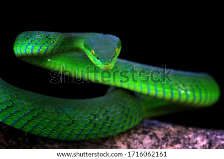 Green albolaris snake front view with black background, animal closeup
