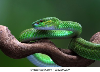 Green Albolaris Snake Side View, Animal Closeup, Green Viper Snake Closeup Head