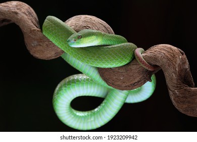 Green Albolaris Snake Side View, Animal Closeup, Green Viper Snake Closeup Head