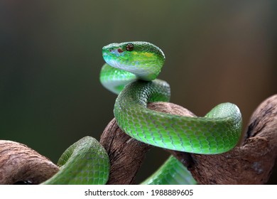 Green Albolaris Snake Side View, Animal Closeup, Green Viper Snake Closeup Head