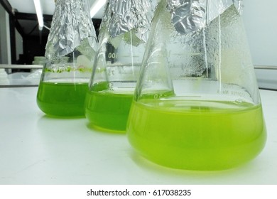 Green Algae