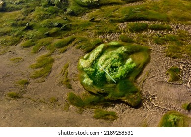 Green Algae In Aquatic Environment , Patagonia, Argentina.