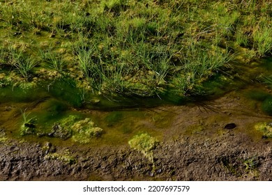 Green Algae In Aquatic Environment , Patagonia, Argentina.