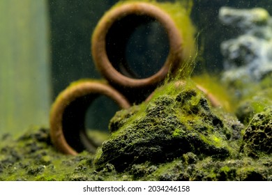 Green algae attach on stone and the decoration in freshwater aquarium tank and it look like spread to many areas in the tank.
