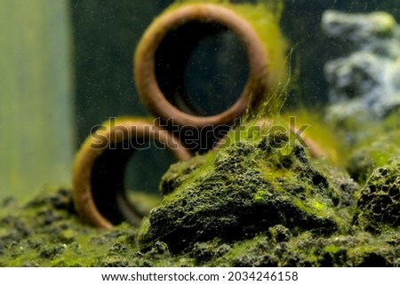 Green algae attach on stone and the decoration in freshwater aquarium tank and it look like spread to many areas in the tank.