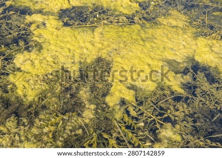 Green Algae Bloom Covering Pond Surface With Water Lily Leaves In Summer Wetland