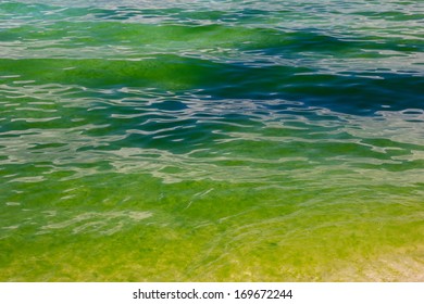 A green Algae bloom in the ocean