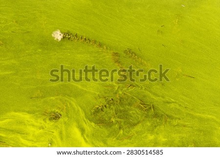 Green algae bloom texture in polluted river water top view. Toxic cyanobacteria scum and aquatic weed on summer pond surface background.