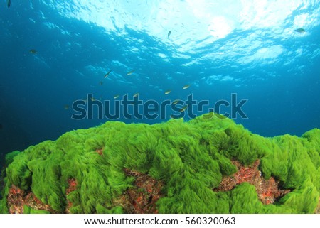 Green Algae Blue Sea Water