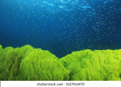 Green Algae Blue Water