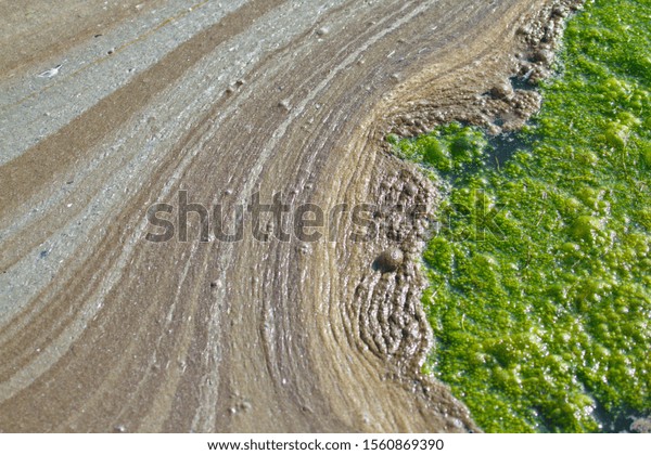 Green algae and brown bubbles\
caused by wastewater Divided the floating layer on the water\
surface.