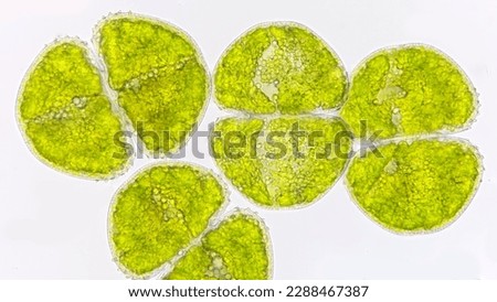 A green algae called Cosmarium.  live specimen. 400x magnification. Stacked image. Selective focus image
