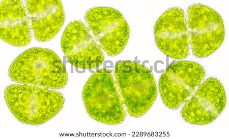 A green algae called Cosmarium.  live specimen. 400x magnification. 