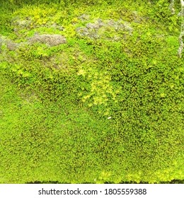 Green Algae (chlorophyta) On The Wall In India 