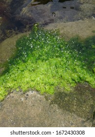 Green Algae Chlorophyta That Covered The Stone