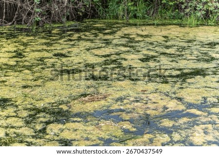 Green algae cover the surface of a pond, creating a dense layer. The water is partly visible beneath the growth.
