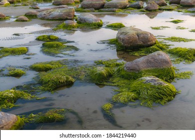 Green algae covered boulders at sea coast beach. Background and surface texture. Sea algae or Green moss stuck on stone. Rocks covered with green seaweed in sea water. - Powered by Shutterstock