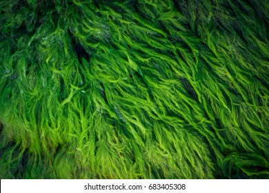  Green algae covered granite boulder in a riverbed. Background and texture. Swamp algae. 