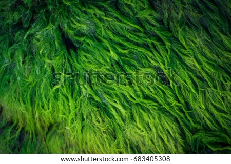  Green algae covered granite boulder in a riverbed. Background and texture. Swamp algae. 