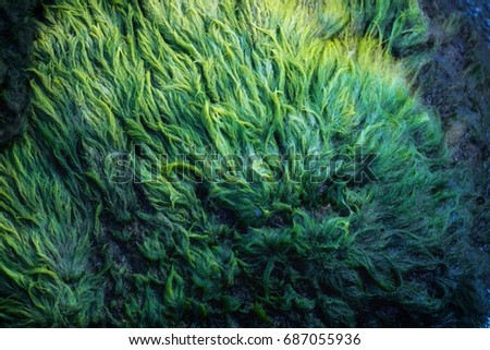  Green algae covered granite boulder in a riverbed. Swamp algae. Background and texture.