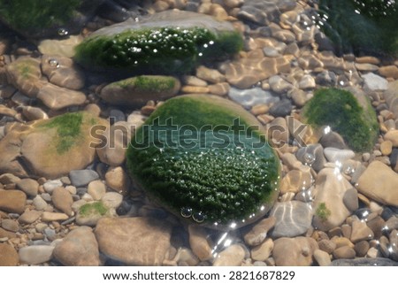 Green algae covered pebbles in clear sea water