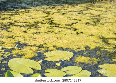 Green Algae Covering Pond Surface With Water Lily Leaves In Natural Wetland