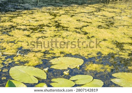 Green Algae Covering Pond Surface With Water Lily Leaves In Natural Wetland