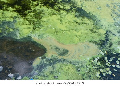 Green algae covers the surface of the water, with lily pads visible.