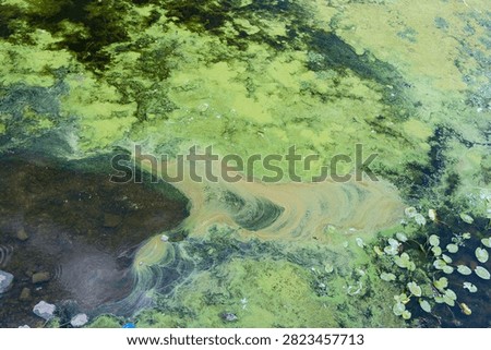 Green algae covers the surface of the water, with lily pads visible.