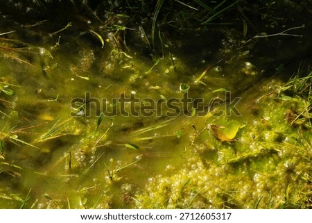 Green algae float on still coastal water, a quiet detail hikers often notice while exploring the Faroe Islands’ shoreline paths.