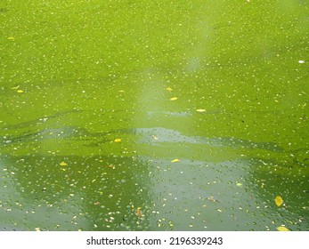 green algae floating on filthy water surface, smelly sewage in pond, environmental problems about water pollution, abstract background