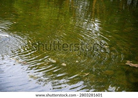 Green algae floating on murky pond water with ripples and debris.