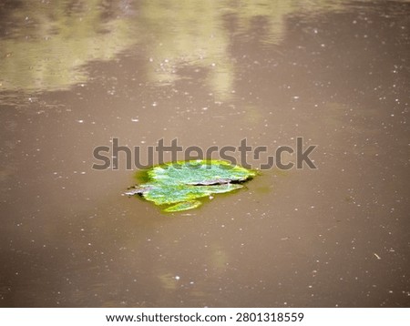 Green algae floating on still pond water. Environmental concept showing freshwater ecosystem, natural processes and water quality in wetland habitat.
