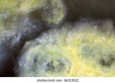 a green algae floating in a pond