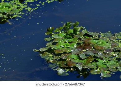 Green algae are a group of algae whose main photosynthetic pigments are chlorophyll, a and b, and xanthophyll and carotenoid pigments.
