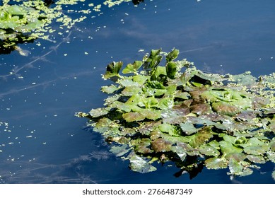 Green algae are a group of algae whose main photosynthetic pigments are chlorophyll, a and b, and xanthophyll and carotenoid pigments.
