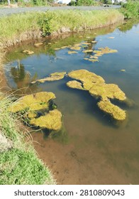 Green algae mats float on the calm water surface of a rural pond. The sunny day highlights the vibrant mossy textures, clear water reflections, and lush grass growing along the natural muddy banks.