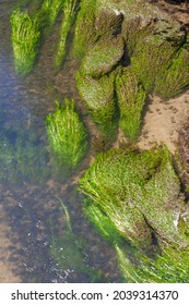 Green Algae Move In The Current Of A Clear Water River, Overhead View